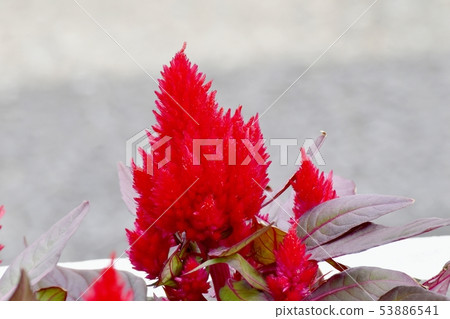 開花在三鷹中原的紅色雞冠花花 53886541