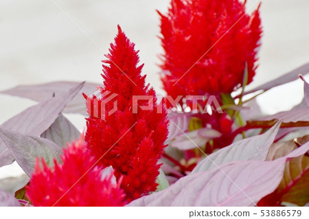 開花在三鷹中原的紅色雞冠花花 53886579