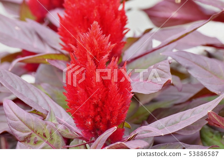 開花在三鷹中原的紅色雞冠花花 53886587