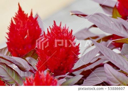 Red celosia flower blooming in Mitaka Nakahara Red celosia flower blooming in Mitaka Nakahara 53886607