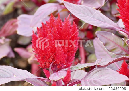 開花在三鷹中原的紅色雞冠花花 53886608