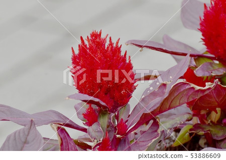 開花在三鷹中原的紅色雞冠花花 53886609