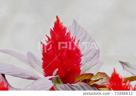 開花在三鷹中原的紅色雞冠花花 開花在三鷹中原的紅色雞冠花花 53886612