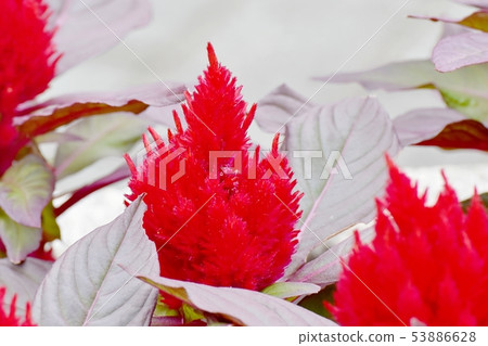 Red celosia flower blooming in Mitaka Nakahara Red celosia flower blooming in Mitaka Nakahara 53886628