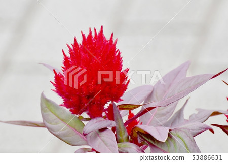 開花在三鷹中原的紅色雞冠花花 開花在三鷹中原的紅色雞冠花花 53886631