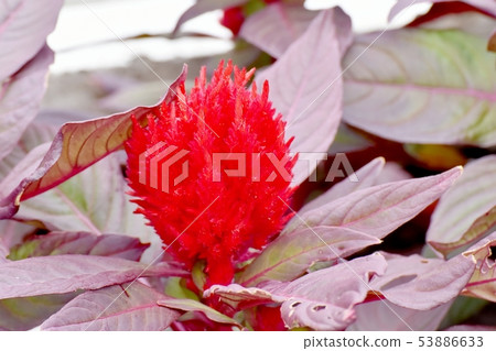 Red celosia flower blooming in Mitaka Nakahara Red celosia flower blooming in Mitaka Nakahara 53886633