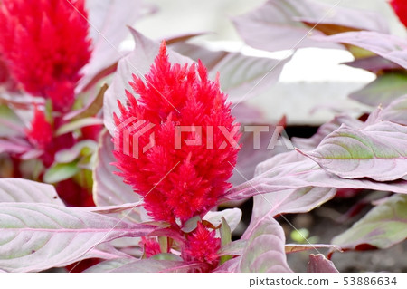 開花在三鷹中原的紅色雞冠花花 53886634