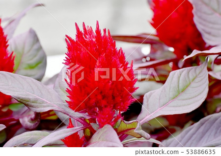 Red celosia flower blooming in Mitaka Nakahara Red celosia flower blooming in Mitaka Nakahara 53886635