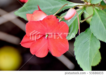 盛開在三鷹中原(Impachens)的紅色非洲水牛 盛開在三鷹中原(Impachens)的紅色非洲水牛 53886833
