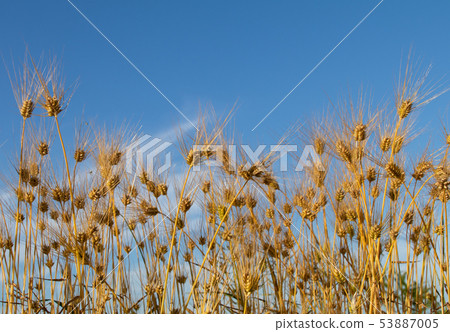 Copy space of barley and blue sky that reached the harvest time Copy space of barley and blue sky that reached the harvest time 53887005