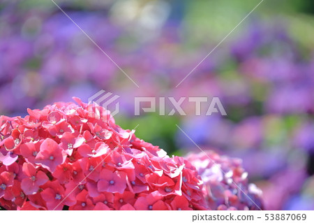 Hydrangea, blossom, flower 53887069