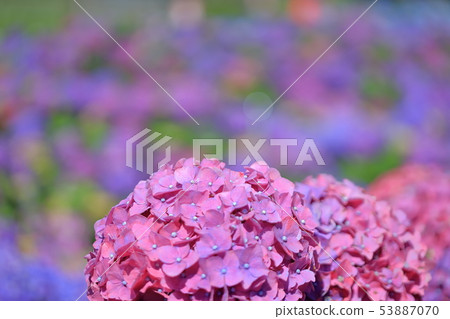 Hydrangea, blossom, flower 53887070