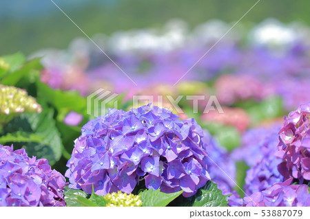 Hydrangea, blossom, flower 53887079