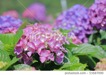 Hydrangea, blossom, flower 53887090