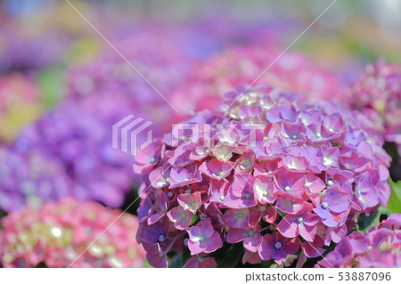 Hydrangea, blossom, flower 53887096