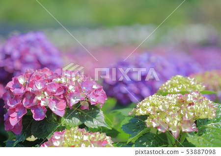 Hydrangea, blossom, flower Hydrangea, blossom, flower 53887098