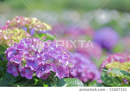 Hydrangea, blossom, flower 53887101