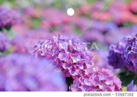 Hydrangea, blossom, flower Hydrangea, blossom, flower 53887102