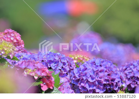 Hydrangea, blossom, flower Hydrangea, blossom, flower 53887120