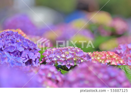 繡球花,開花,花 繡球花,開花,花 53887125