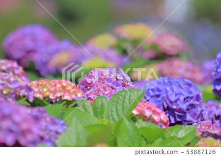 繡球花,開花,花 53887126
