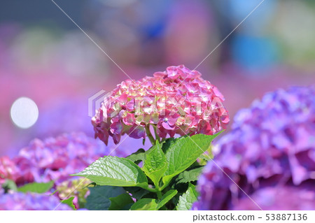 Hydrangea, blossom, flower 53887136