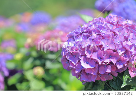 繡球花,開花,花 53887142