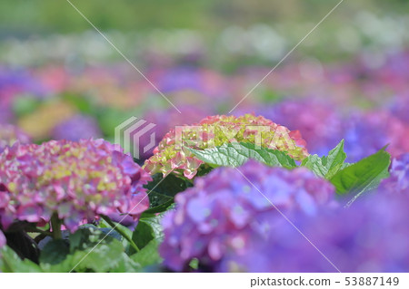 繡球花,開花,花 53887149