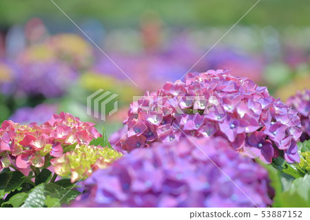 Hydrangea, blossom, flower Hydrangea, blossom, flower 53887152