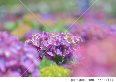 Hydrangea, blossom, flower Hydrangea, blossom, flower 53887155