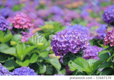 Hydrangea, blossom, flower Hydrangea, blossom, flower 53887170