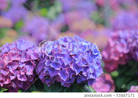 繡球花,開花,花 53887171