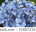 繡球-hydrangea- 53887219