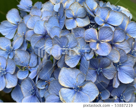 繡球-hydrangea- 53887219