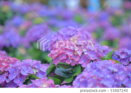 繡球花,開花,花 53887240