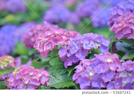 繡球花,開花,花 53887241