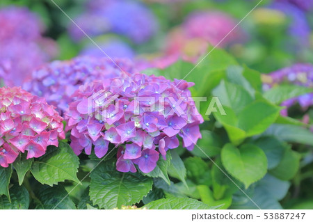 Hydrangea, blossom, flower 53887247