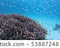 Okinawa / sea / in the sea / summer / fish / reef 53887248