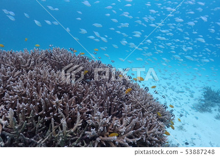 Okinawa / sea / in the sea / summer / fish / reef Okinawa / sea / in the sea / summer / fish / reef 53887248