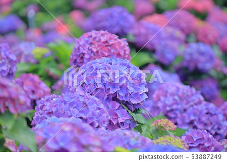 Hydrangea, blossom, flower Hydrangea, blossom, flower 53887249