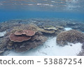 Okinawa / sea / in the sea / summer / fish / reef 53887254