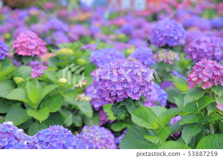 Hydrangea, blossom, flower 53887259