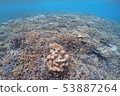 Okinawa / sea / in the sea / summer / fish / reef 53887264