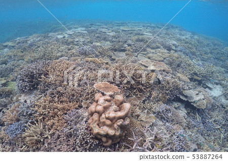 Okinawa / sea / in the sea / summer / fish / reef Okinawa / sea / in the sea / summer / fish / reef 53887264