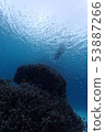 Okinawa / Sea / In the Sea / Summer / Marine Sports / Coral Reef 53887266