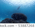 Okinawa / Sea / In the Sea / Summer / Marine Sports / Coral Reef 53887268