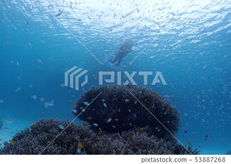 Okinawa / Sea / In the Sea / Summer / Marine Sports / Coral Reef Okinawa / Sea / In the Sea / Summer / Marine Sports / Coral Reef 53887268