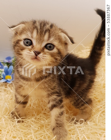 Scottish Fold Folded Ear Brown Tubby 1 53887367