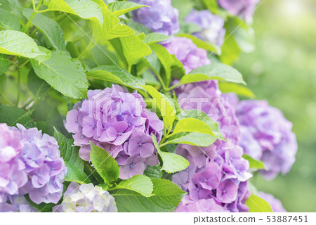 繡球花繡球花 53887451