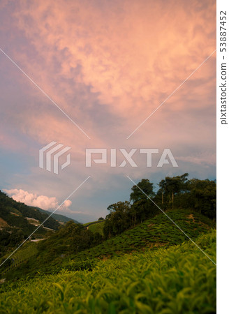 Tea Fields in the Cameron Highlands. Tea Fields in the Cameron Highlands. 53887452
